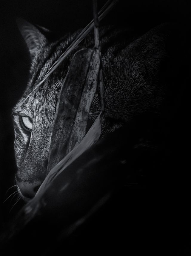 The Elusive One