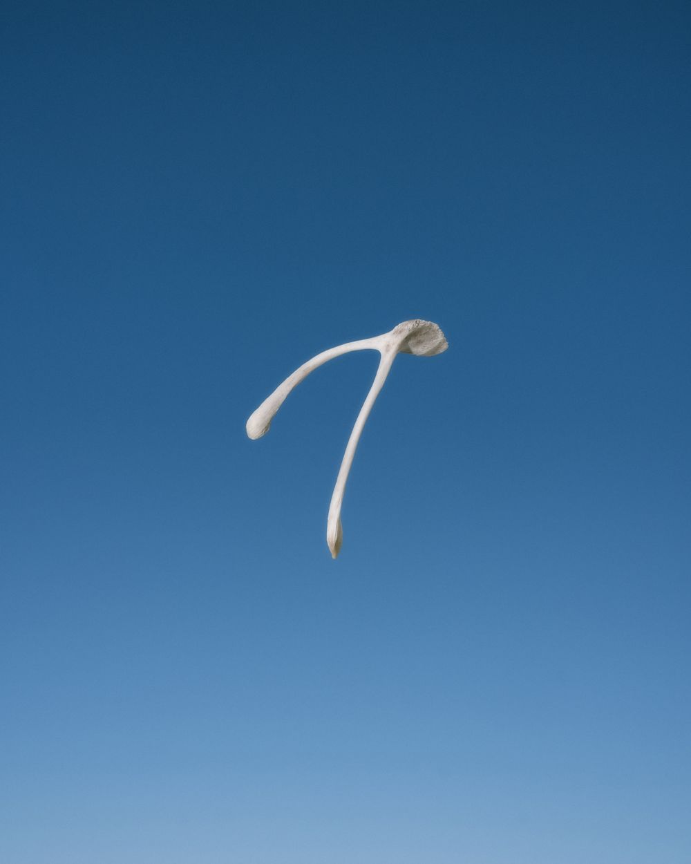 Wishbone