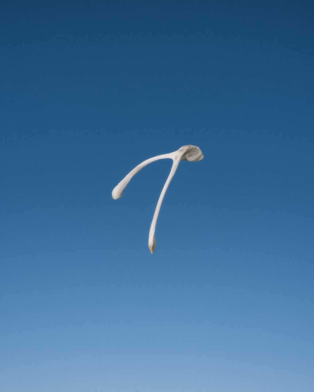 Wishbone