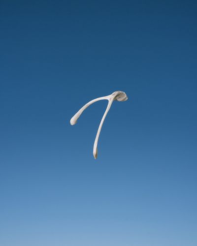 Wishbone