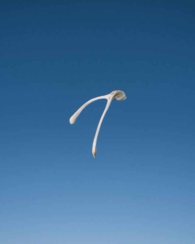 Wishbone