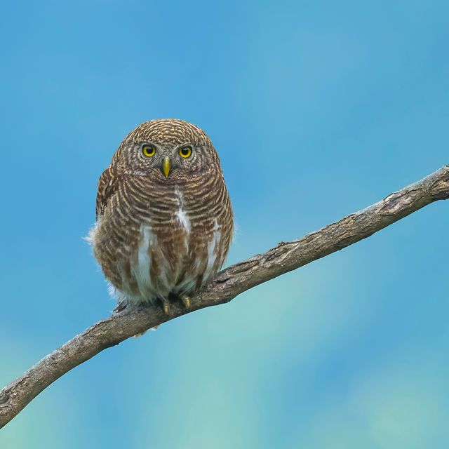 Asian Barred Owlet