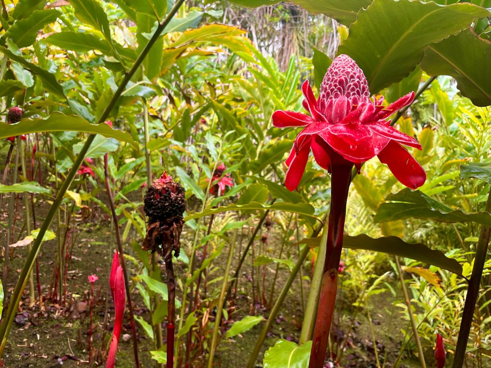 Torch Ginger (Porcelain Rose)