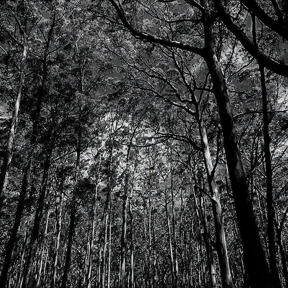 Eucalypt Dreams