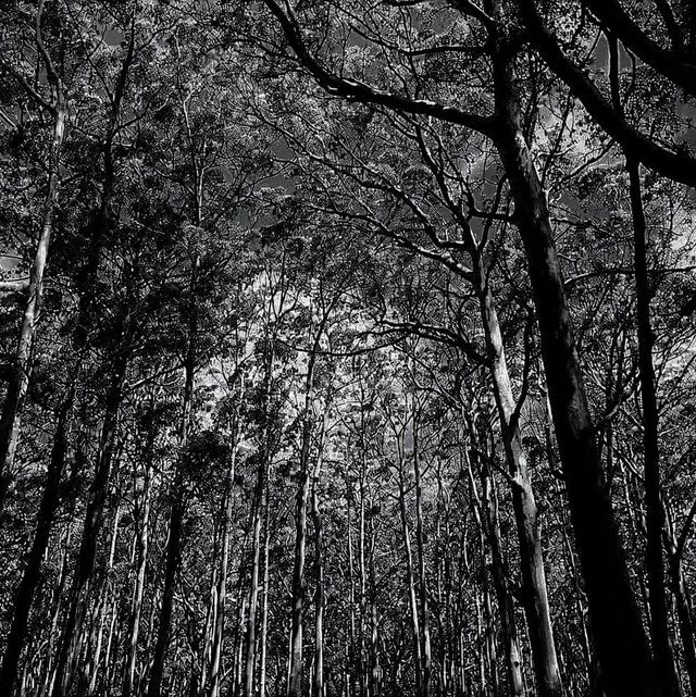 Eucalypt Dreams