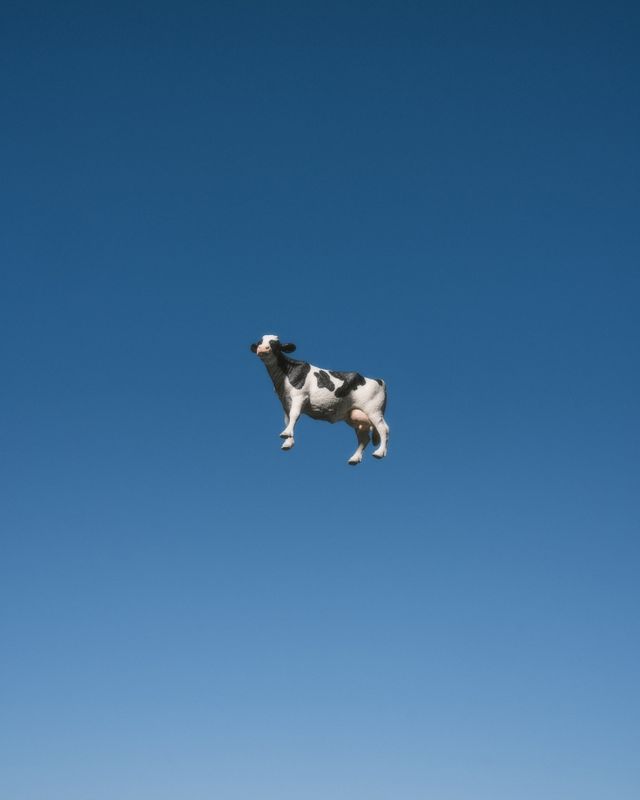 Cow