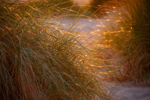 Golden Light