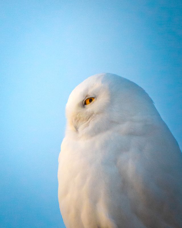 Ghost Of The North 