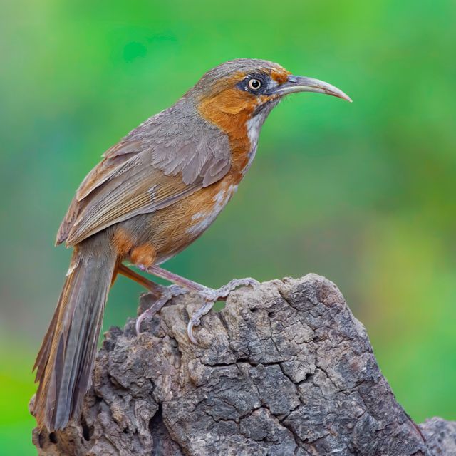 Rusty Cheeked Scimitar Babbler