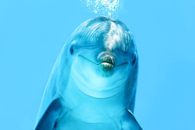 Eyes that Speak: A Dolphin's Cry for Freedom