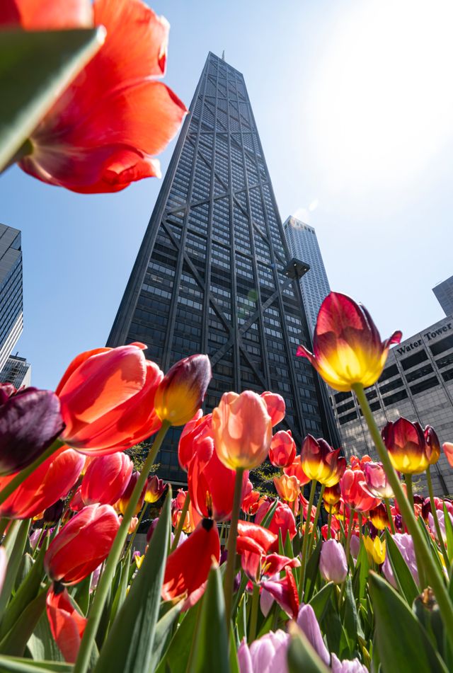 Sweet Home Chicago