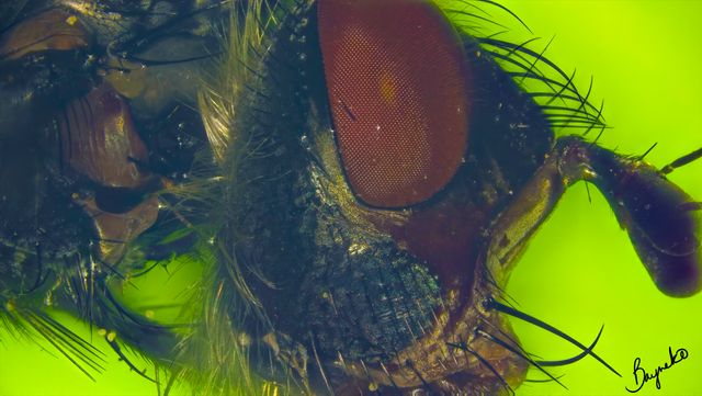 Musca domestica