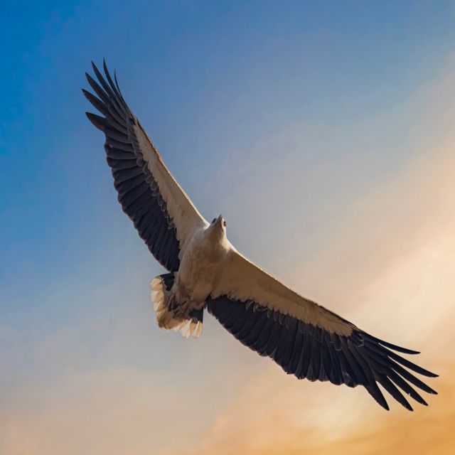 White Bellied Sea Eagle