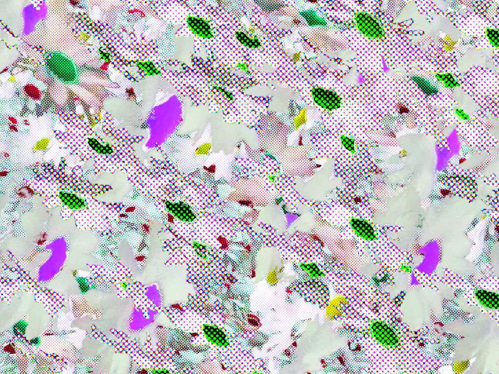 daisies