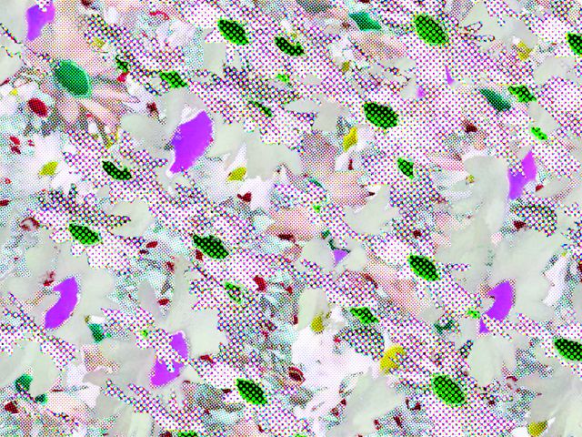 daisies
