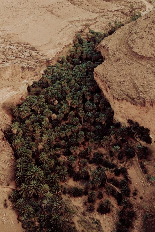 Terjit Oasis