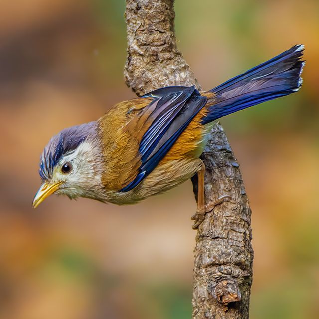 Blue Winged Minla