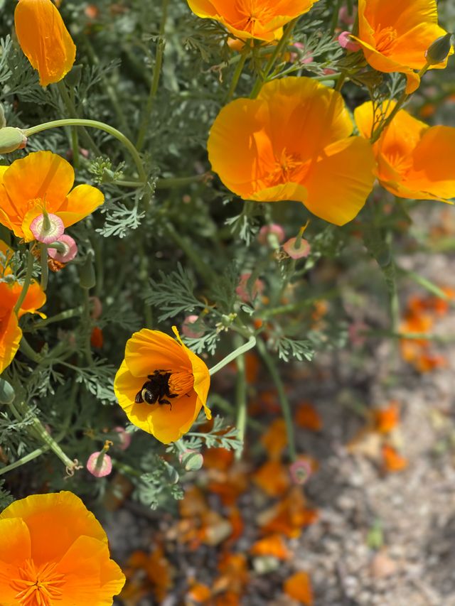 Sanctum of the Poppy