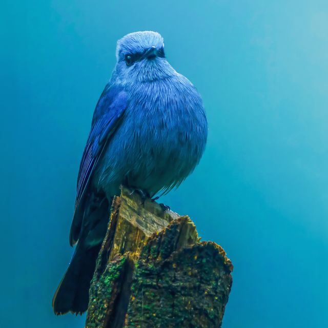 Verditer Flycatcher