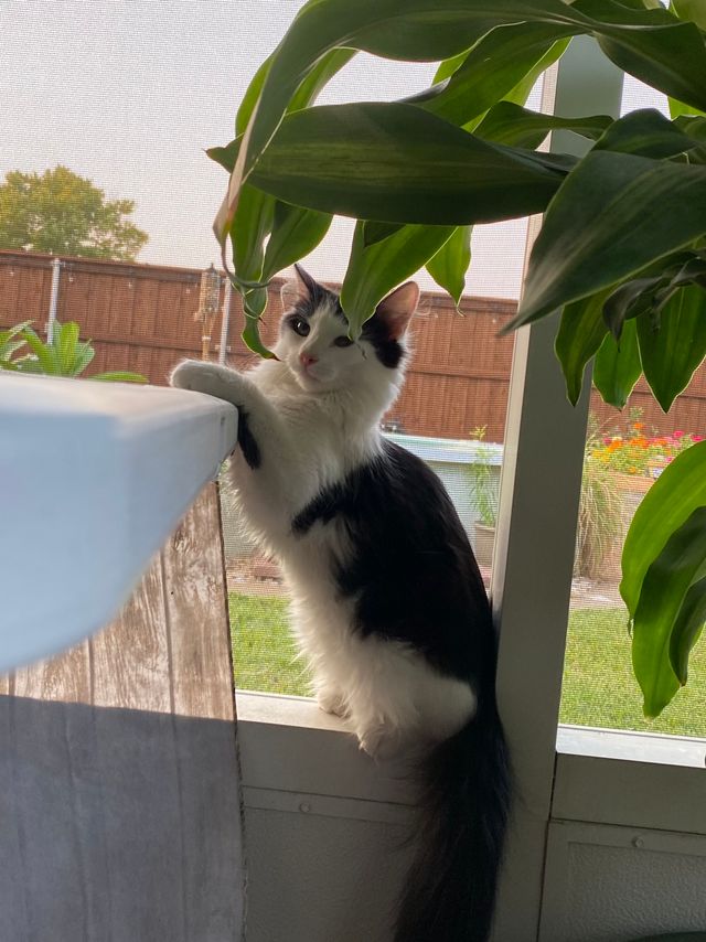 Curious Clara