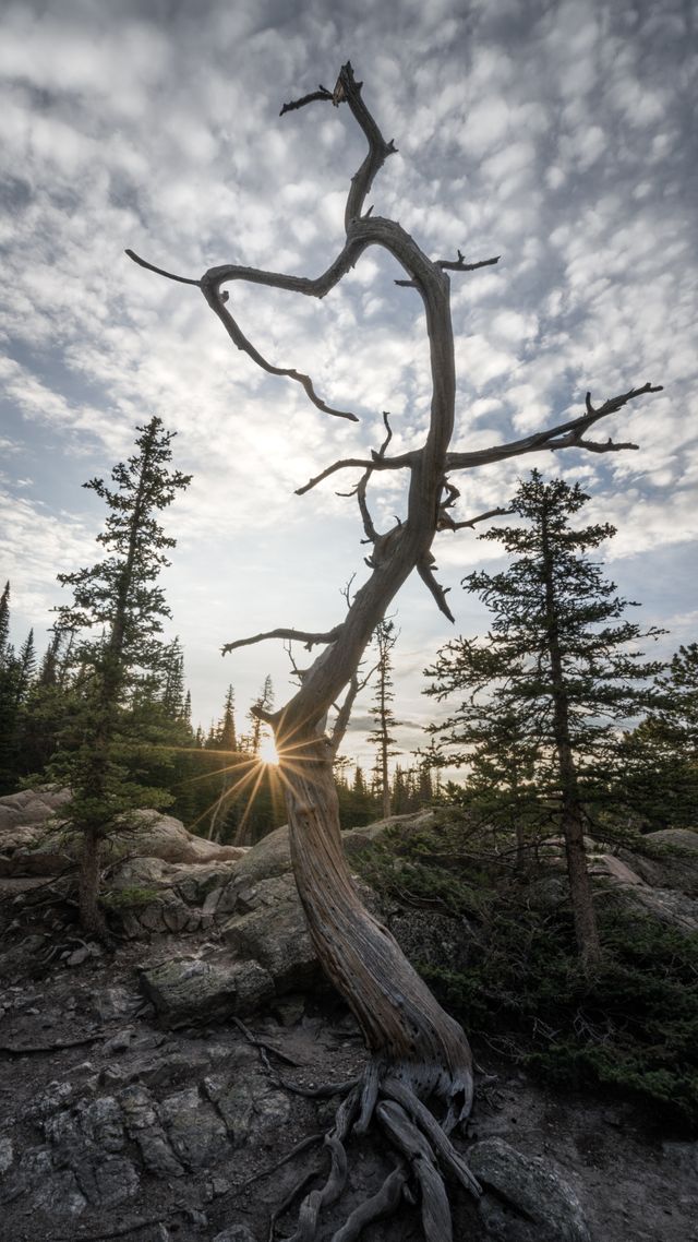 Broken Heart Tree