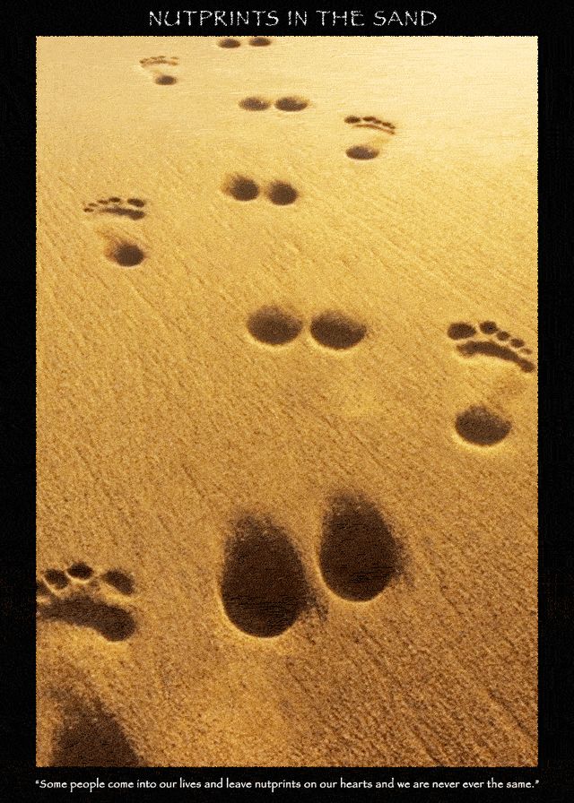 Nutprints in the Sand