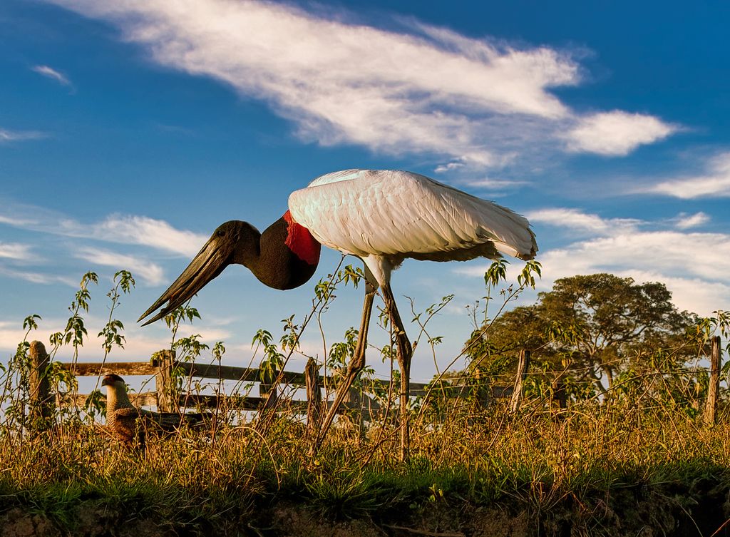 Ibis in Pantanal, Brazil