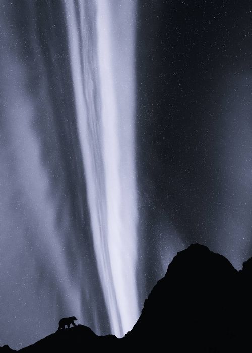 Bear with me (sol) - editions available