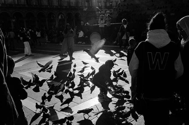 Catching Pigeons