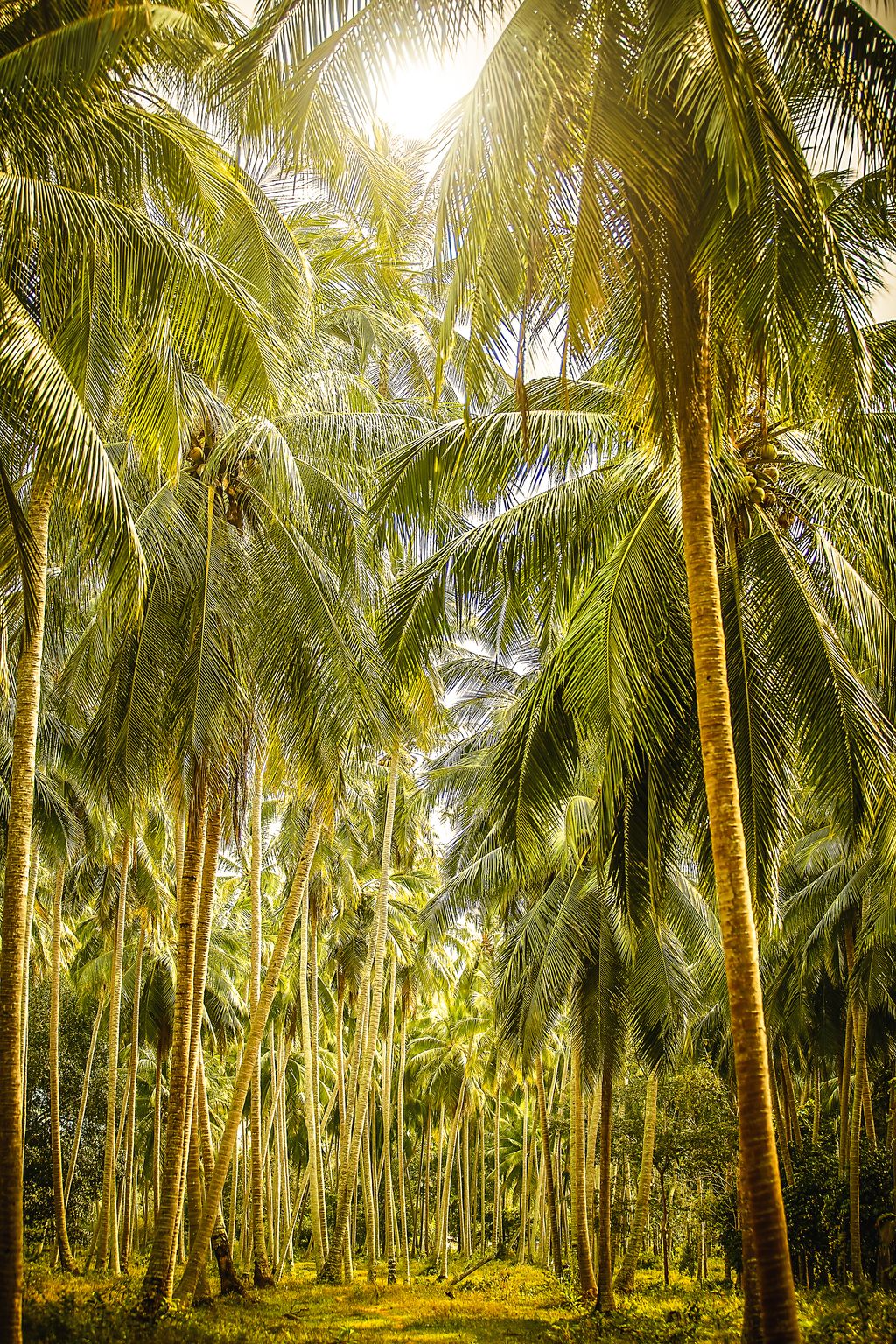 Bali palm forest