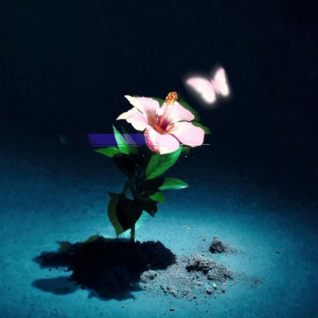 flower001