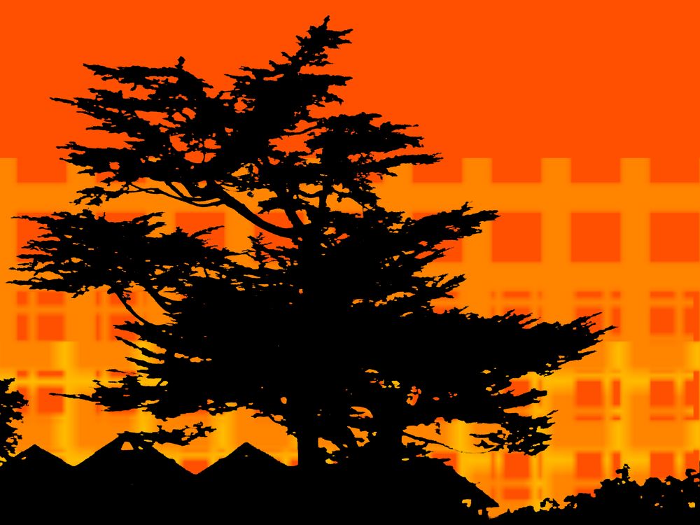 Cypress at Sunset