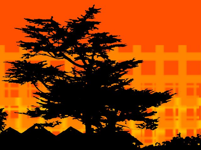 Cypress at Sunset