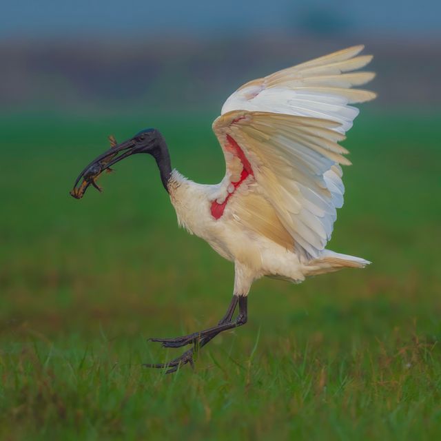 Black Headed Ibis