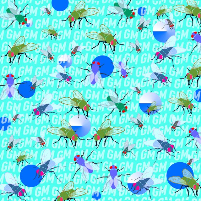 I just want a Fly