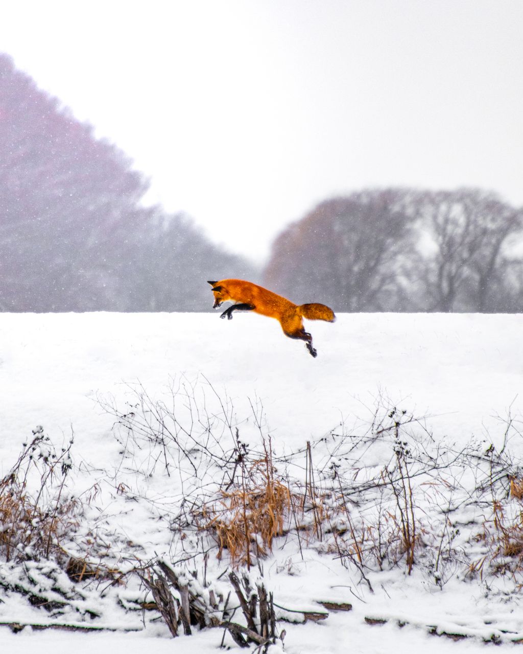 Snowy Red Fox 