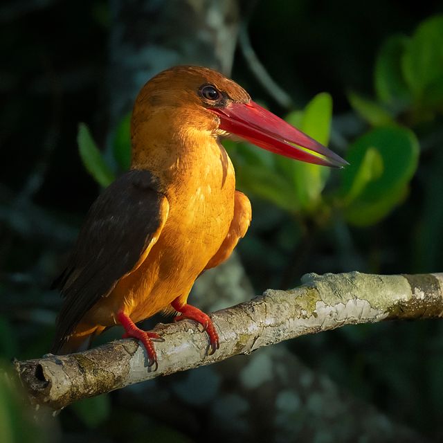 Brown Winged Kingfisher