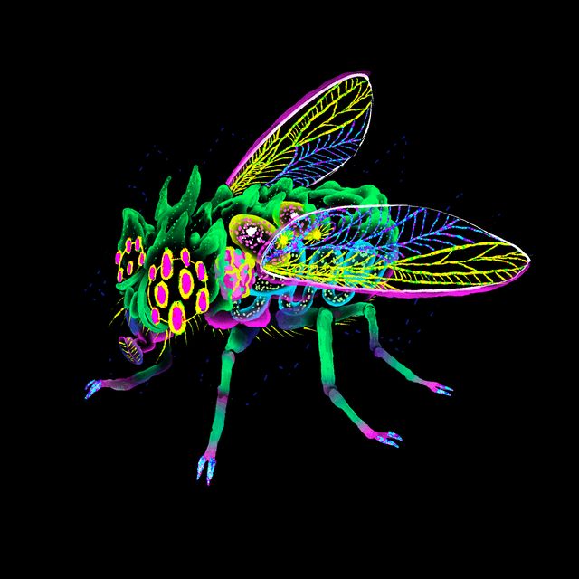 Emeralditus Fly