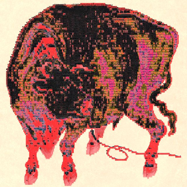 bull.