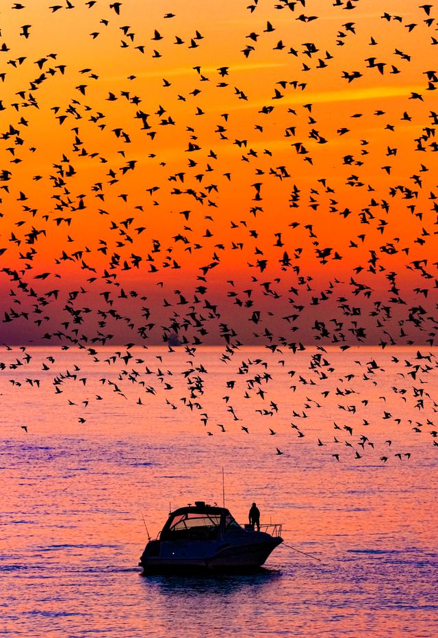 Nature's Airshow