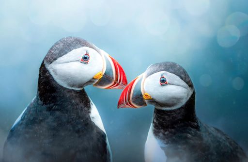 I Puffin Love You