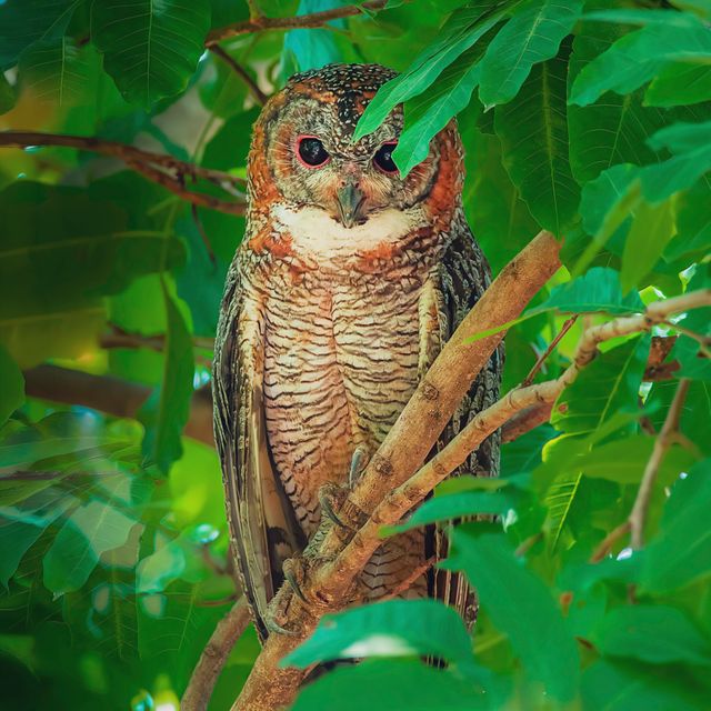 Mottled Wood Owl