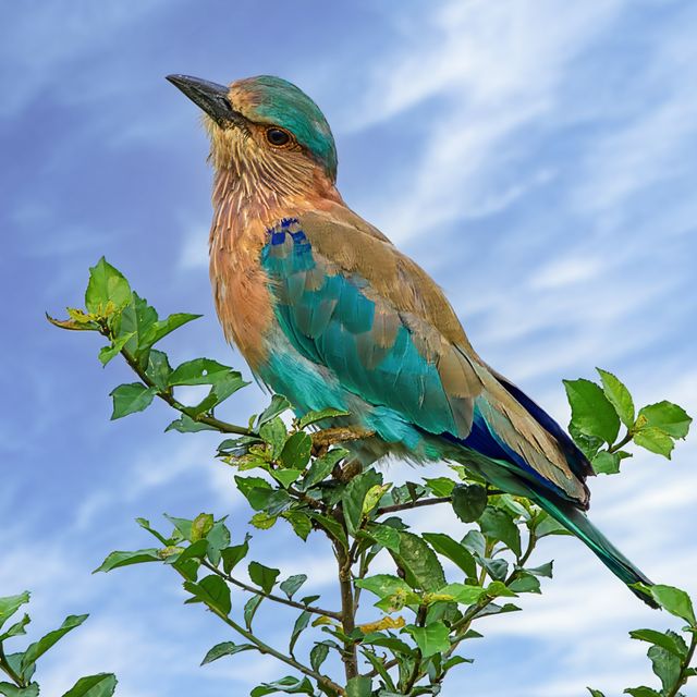 Indian Roller