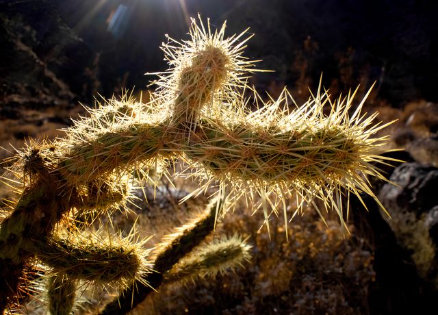 Radiant Thorns