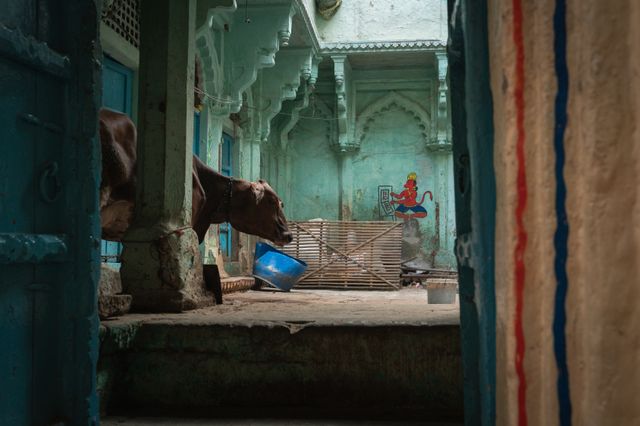Cow in the House