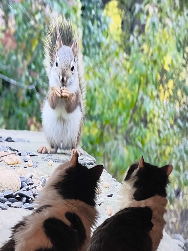 Giant Squirrel