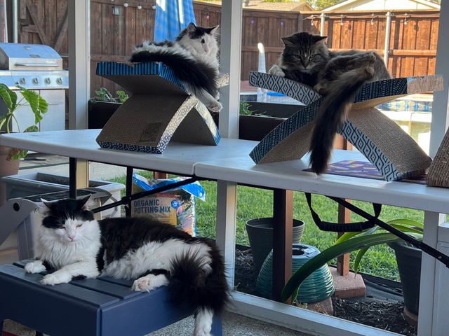 Catio Hangout