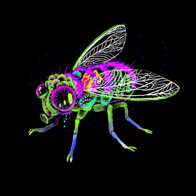 Wallemon Fly