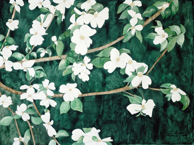 Dogwood Days