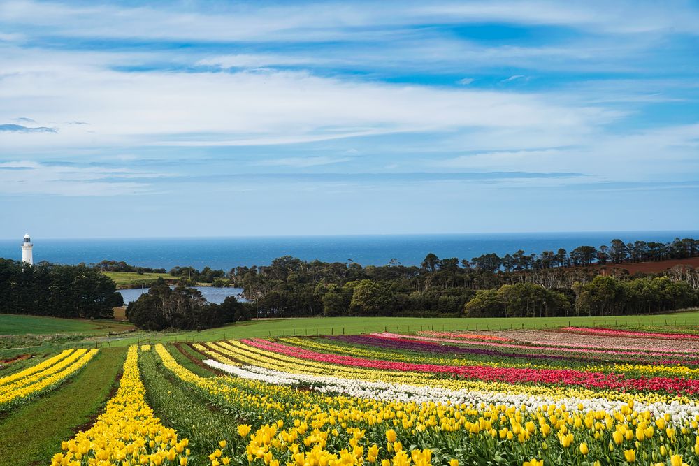 Table Cape Tulip Fever